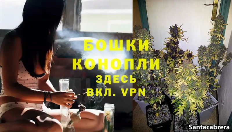 Конопля White Widow  купить наркотик  Магадан 